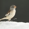 Penkavak snezny - Montifringilla nivalis - White-winged Snowfinch 3899